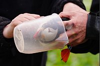 Papageientaucher wird gewogen. - © Owen Humphreys/PA Wire/dpa