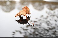 Kühle Temperaturen im Herbst: Ein Blatt liegt auf einem Autodach. - © Bernd Weißbrod/dpa