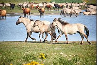 Rothirsche, Heckrinder und auch Konik-Pferde leben im Naturschutzgebiet Oostvaardersplassen. - © Allwrite/Visit Flevoland/dpa-tmn