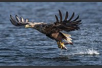 Erfolgreicher Griff: Ein ausgewachsener Seeadler Nationalpark Nieuw Land hat gerade einen Fisch gefangen. - © Bert Ooms/Visit Flevoland/dpa-tmn