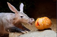 Leckerli zu Halloween: Erdferkel bekommt einen mit Würmern und Heuschrecken gefüllten Kürbis im Prager Zoo. - © Petr David Josek/AP