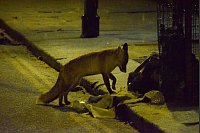 Ein Fuchs sucht auf einer schneebedeckten Straße im Zentrum Londons nach Nahrung. - © Vuk Valcic/ZUMA Press Wire/dpa