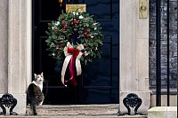 Vorweihnachtliche Stimmung in der Downing Street. Kater Larry sitzt vor der weihnachtlich geschmückten Tür des Regierungssitzes. - © Alberto Pezzali/AP
