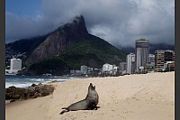 Pelziger Badegast - Seebär in Ipanema - © Bob Karp/ZUMA Press Wire/dpa