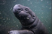 Erster Tauchgang: Zwergflusspferd Toni lernt das Becken im Zoo Berlin kennen. - © Christophe Gateau/dpa