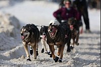 Das Iditarod Trail Schlittenhunderennens ist in Anchorage, Alaska, gestartet - hier die Schlittenhunde von Jeff Deeter (33) aus Fairbanks, Alaska. - © Amanda Loman/AP/dpa