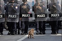 Ein Hund kauert vor Polizisten in Einsatzkleidung. - &copy; Wason Wanichakorn/AP/dpa