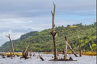 Ergebnis eines Erdbebens: der &uuml;berflutete Geisterwald mit abgestorbenen B&auml;umen im Fluss Chepu. - &copy; Oliver Gerhard/dpa-tmn