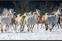 Eleganz im Schnee: Araberstuten galoppieren über die Schwäbische Alb - © Thomas Warnack/dpa