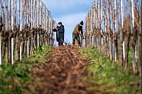 Wein macht auch im Winter Arbeit: In einem Weinberg in Rheinland-Pfalz werden überflüssige Reben abgeschnitten. - © Harald Tittel/dpa