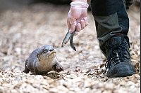 Freitags gibt es Fisch: Fütterung von Jungotter - © Sebastian Kahnert/dpa