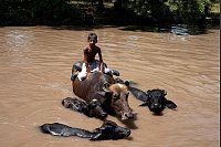 Ein Junge sitzt auf einem Büffel, während er sich bei heißem Wetter in einem Kanal abkühlt. - © K.M. Chaudary/AP/dpa