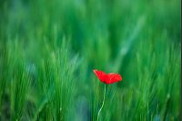 Eine Mohnblume wächst auf einem Kornfeld in Köln. - © Rolf Vennenbernd/dpa