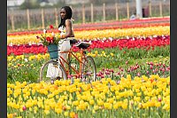 Eine Frau lehnt für Bilder an einem Tandem in Feldern voller Tulpen auf einer Tulpenfarm in Kanada. - © Zou Zheng/XinHua/dpa