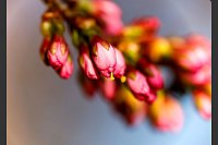 endlich Frühling - Knospen - © Thomas Banneyer/dpa