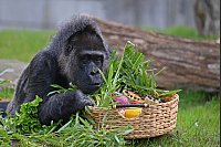 Wirklich für mich? Gorilla Fatou, dem Zoologischen Garten Berlin zufolge die älteste Gorilladame der Welt, hat einen Obstkorb zum 68. Geburtstag bekommen. - © Lilli Förter/dpa