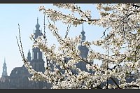Kirschblüte am Elbufer: Frühlingszauber vor Dresdens Altstadt-Kulisse - © Robert Michael/dpa