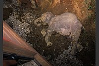 Ein toter Elefant liegt neben einem entgleisten Zugwaggon, nachdem ein Personenzug mit einer Elefantenherde zusammengestoßen ist. (Foto aktuell) - © Priyan Malinda/AP/dpa