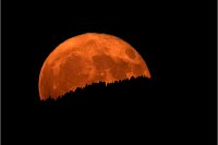 In Oberbayern wirkte der aufgehende Erdbeermond hinter dunklen Wäldern besonders groß. - © Karl-Josef Hildenbrand/dpa