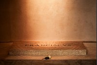 Eine weiße Rose liegt am Grab des verstorbenen Papst Franziskus in der Basilika Santa Maria Maggiore. - © Christoph Reichwein/dpa