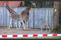 Die Schweriner Giraffen-Famile: Mutter Kahlua (v.l.), Vater Madiba und Jungbulle Mojo. - © Jens Büttner/dpa