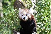 Die Kleinen Pandas fressen gerne Bambus. - © Shireen Broszies/dpa