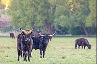 Auerochsen stehen bei Sonnenaufgang in ihrem Reservat in den Spreeauen bei Cottbus. - © Frank Hammerschmidt//Frank Hammerschmidt