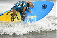 Die Vierbeiner - hier der Hund Carson - düsen über Wellen bei den World Dog Surfing Championships in Pacifica, Kalifornien. - © Eakin Howard/AP/dpa
