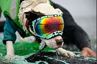 Surfen statt Stöckchen holen. - © Eakin Howard/FR171640 AP/AP