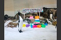 Pinguin Pesto feiert ersten Geburtstag – mit fischiger Torte! - © --/Sea Life Melbourne Aquarium/dpa