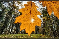 Wetter in Südbrandenburg: die Sonne strahlt durch ein an einem Baum hängendes Blatt. - © Frank Hammerschmidt/dpa