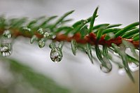 Regen im Harz: Regentropfen hängen an einem Fichtenzweig. - © Matthias Bein/dpa