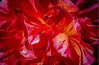 Eine Rose der Sorte Maurice Utrillo blüht in der Sonne in einem südkalifornischen Hausgarten. - © Bruce Chambers/ZUMA Press Wire/dpa