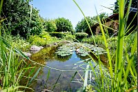 Auch ein Teich im Garten sorgt für mehr Insektenvielfalt - und damit für satte Fledermäuse. - © Zacharie Scheurer/dpa-tmn
