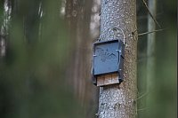 Einen Flachkasten für Fledermäuse kann man etwa an einem Baum anbringen. - © Lino Mirgeler/dpa/dpa-tmn