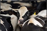 Offene Fragen zur Übertragung von Kuh zu Kuh. (Archivbild) - © Erik S. Lesser/EPA/dpa