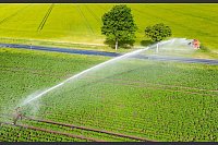 Dürre auf den Feldern: Wasser für die Kartoffeln - © Julian Stratenschulte/dpa