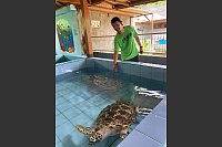 Ein freiwilliger Helfer steht vor einem Becken mit einer verletzten Echten Karettschildkr&ouml;te. Diese Art ist vom aussterben bedroht. - &copy; Carola Frentzen/dpa