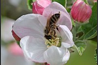 Die Apfelblüte hat in Mecklenburg-Vorpommern begonnen - © Bernd Wüstneck/dpa