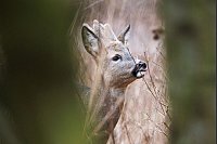 Ein junger Rehbock in seinem Gehege im Tier- und Pflanzenpark Fasanerie Wiesbaden. - © Lando Hass/dpa