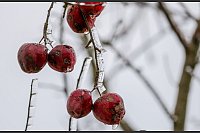 Äste eines Baumes sind mit einer dicken Eisschicht überzogen - © Thomas Warnack/dpa