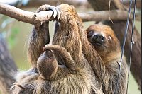 Nachwuchs bei den Faultieren im Zoo Dresden - © Sebastian Kahnert/dpa