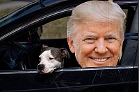 Hund Nala muss im Auto neben einem Pappkameraden warten, während Herrchen den US-Präsidenten Trump bejubelt. - © Ben Curtis/AP/dpa