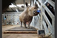 Ein englisches Schwergewicht beim Wiegen: Gyasi, ein männliches Nashorn, steht bei seinem jährlichen Gesundheitscheck im Chessington World of Adventures Resort auf einer Waage. - © Gareth Fuller/PA Wire/dpa