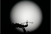Supermond - In Myanmar ist eine Libelle auf einer Pflanze vor dem Supermond. - © Aung Shine Oo/AP/dpa