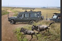 Touristen versammeln sich in der Nähe des Mara-Flusses im Masai Mara Nationalreservat, um die alljährliche Wanderung von rund 1,5 Millionen Gnus zu beobachten. - © Han Xu/XinHua/dpa