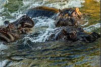 Planschende Giganten: Flusspferde erobern Hippo Bay im Berliner Zoo - © Carsten Koall/dpa