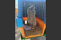 Im Waldzoo wird die Waschb&auml;ren-Familie aufgep&auml;ppelt. - &copy; Alessio und Azzurra Urso/dpa