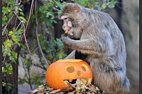 Ein Affe futtert Kürbis in einem Gehege im Zoo von Košice in der Slowakei. Als besonderes Festmahl erhielten die Tiere Halloween-Kürbisse. - © Frantiöek Iv·n/TASR/dpa