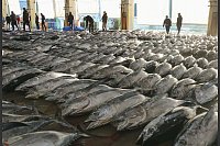 Auf einem Großmarkt im Westen Japans wird Thunfisch bei der ersten Auktion des Jahres angeboten. - © -/kyodo/dpa